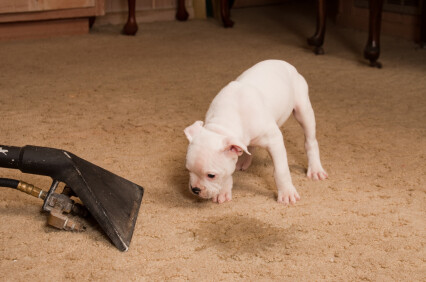 Carpet odor removal by Continental Carpet Care, Inc.